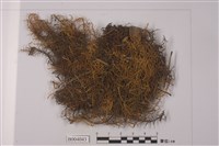 藏品(山羽苔)的圖片